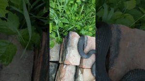 Змеи - ужи и гадюки, охраняют пасеку. Кот вместе с ними. Духи Леса!!!