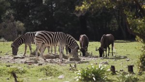 sound of zebra,звуки зебры