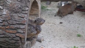 Капские даманы. 26.06.2024