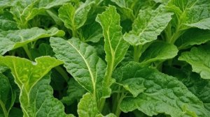 Кабачок и цукини - Советы огородные