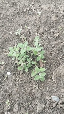 Котовник " кистевидный" перезимовал отлично👍