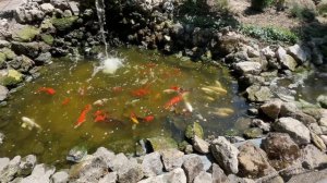 Пруды с карпами кои, Обзор 21 июля 2022 г.