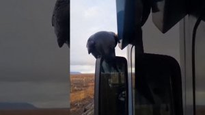 Жадный ворон