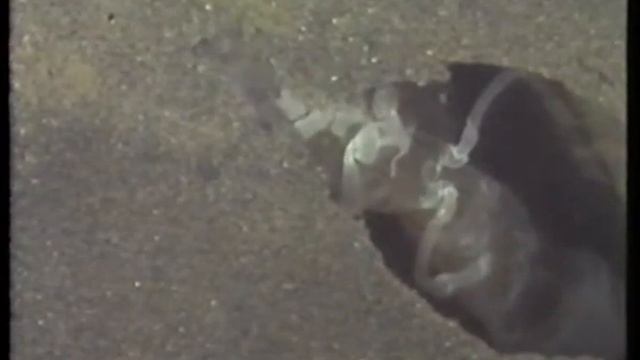 Burrow structure, burrowing and feeding behaviour of Corallianassa longiventris and Pestarella tyrr смотреть онлайн