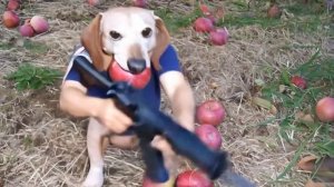 Собака с яблоком