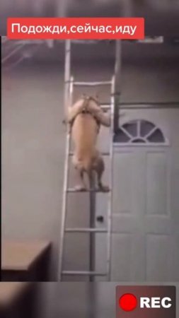 собака спускается по лестнице