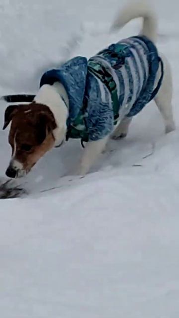 ледянка и Джек рассел смотреть онлайн