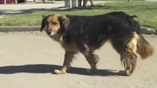 Perros callejeros ya no son ejecutados