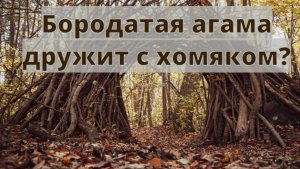 Бородатая агама с хомяком