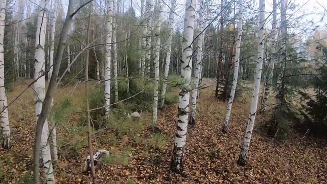 Вальдшнеп 14.10.2023 г. смотреть онлайн