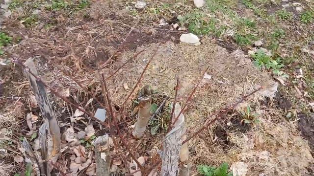 весна в моём саду смотреть онлайн