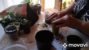 🌸🌷🌸Укоренились черенки Остеоспермума
Рассадила🌻🌻
Не руководство к действию, так делаю только Я
