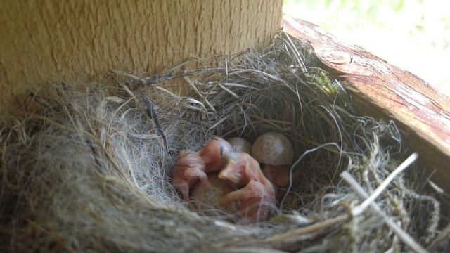 Nest of Muscicapa striata. Harmaan kärpäsen pesä. Birth of other chickens. Серая мухоловка. Часть 2 смотреть онлайн