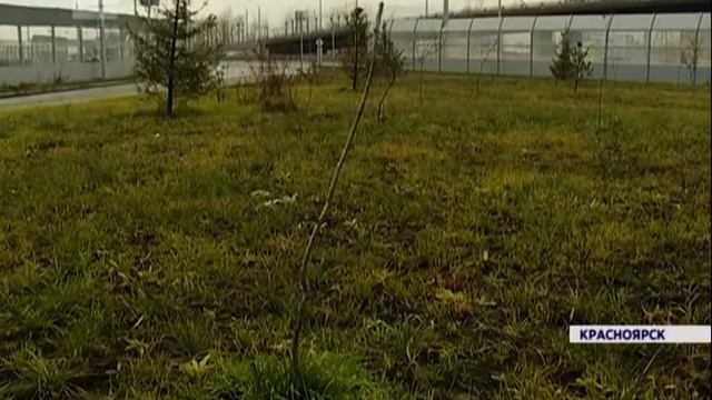 30 тысяч деревьев планируют высадить в Красноярске в 2018 году