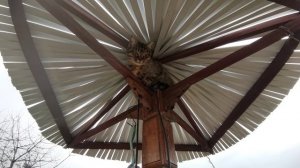 Кошка прячется от дождя и снега (и от другой кошки)