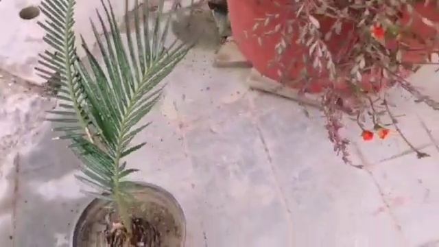 8 types of Palm in my garden//Care and wonder fertilizer смотреть онлайн