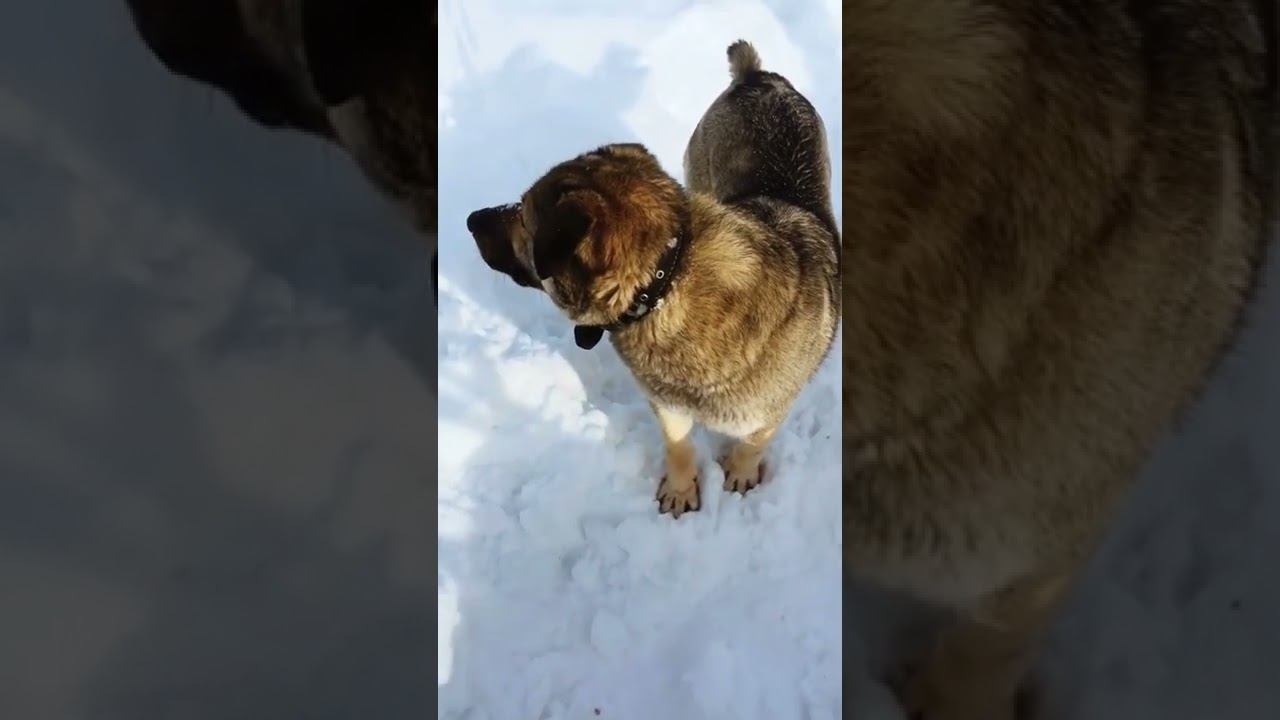 #Shorts #. «ЛЁХА » Ищем Кота