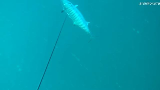 Пеламида смотреть онлайн