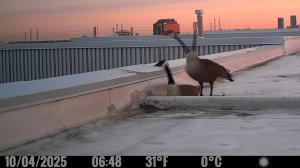 Фотоловушка в Городе - Нарезка 2 _ Гуси и Чайки. Камера FLEX G-36 ПОЛНОЕ ВИДЕО