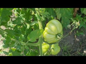 ДАЧА , ПОМИДОРЫ ,  ЖАРА +33