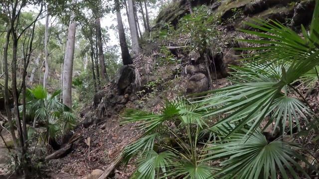 PAJĄKI W AUSTRALII, JAK TO Z NIMI JEST? ILE PAJĄKÓW ZNALAZŁEM TU W MIESIĄC? смотреть онлайн