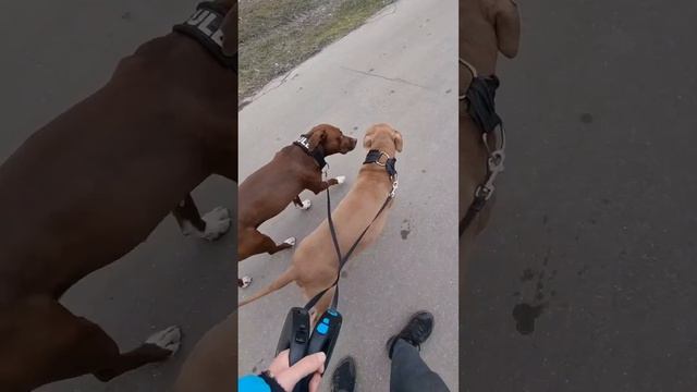 Гуляем, погода тёплая сегодня 👍 смотреть онлайн