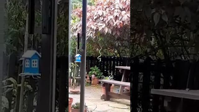 Green mamba eating bird at Amanzimtoti house смотреть онлайн