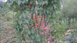 Абрикос сорт лескор достиг на 24 червня ранній сорт