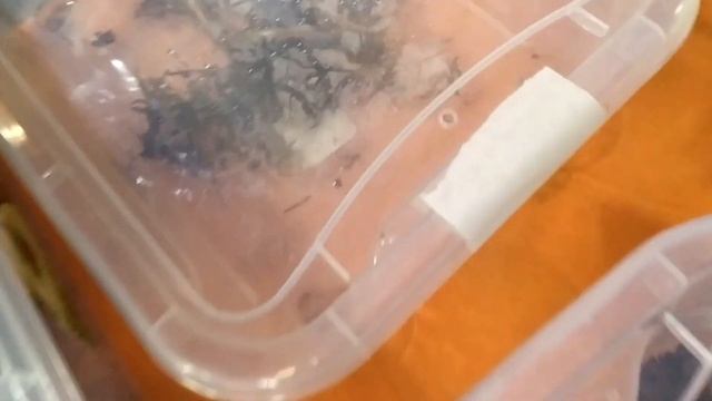 Поездка на Рептилиум. Осень 2019. 28.09.2019 смотреть онлайн