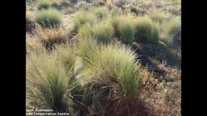 БОЛОТНИЦА (ELEOCHARIS) сем. Осоковые