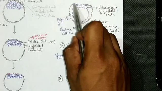 Human Reproduction - Gastrulation