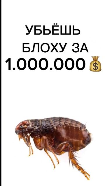 УБЬЁШЬ БЛОХУ?(всё это юмор ,любые насекомые хороши в своём деле и на земле ) #крупик ❗️ВСЁ ЭТО ЮМОР