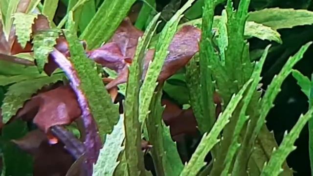 Caridina Japonica SHRIMP in my Aquarium смотреть онлайн