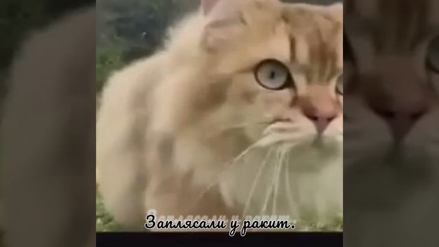 Два утёнка (детская) - Музыка Виктора Хоборова, слова Яна Турана. смотреть онлайн