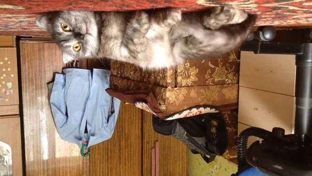 Самая милая кошка сильна смотреть онлайн