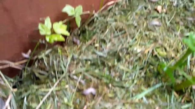 Дачное-удачное 22.07.20 смотреть онлайн