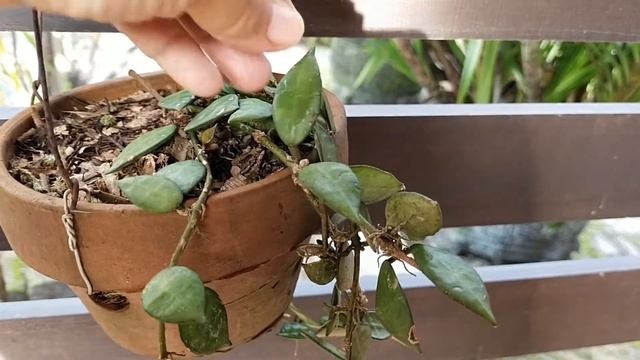 Hoya lacunosa смотреть онлайн