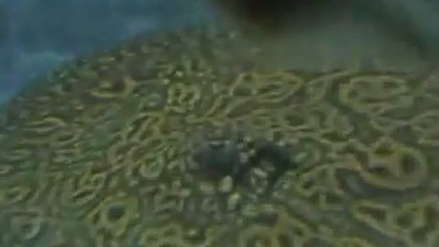 stingbreeders.wmv смотреть онлайн