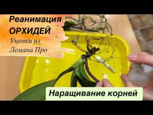 РЕАНИМАЦИЯ ОРХИДЕЙ. Уценки из Лемана Про #orchid #уценкиорхидей #наращиваниекорней #орхидея