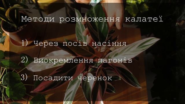 КАЛАТЕЯ | Молитовна рослина. Догляд та розмноження в кімнатних умовах | Agro-Market.ua