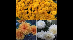 Как перезимовали в подвале многолетние цветы и семенная картошка