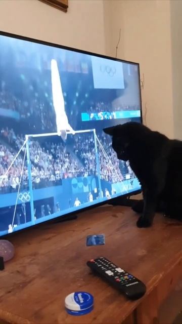 Приколы - Смешные животные видео 2024 смотреть онлайн