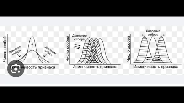 формы естественного отбора#наука #биология #рек