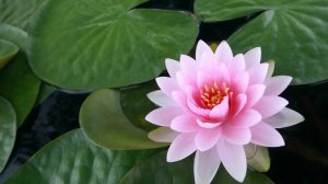 выращиваем лотосы дома часть1