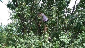 Люба упала с дерева-1/1