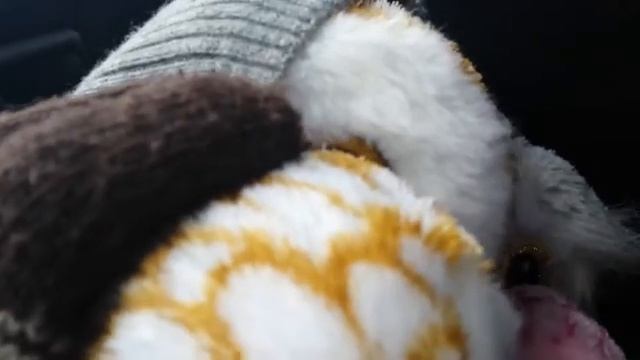 Сипухи налли мора астра и коршун сия на машине. смотреть онлайн