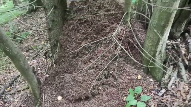 ШОК! Гигантский муравейник! С кусачими муравьями! смотреть онлайн