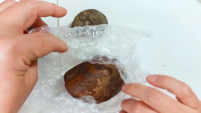 Fossils - Unboxing video in the studio