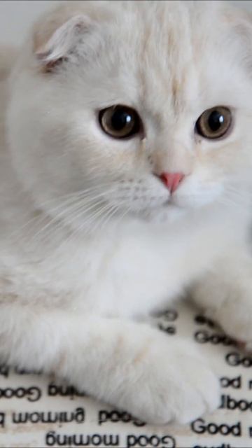 Nama Kucing Jantan Islam#shorts смотреть онлайн