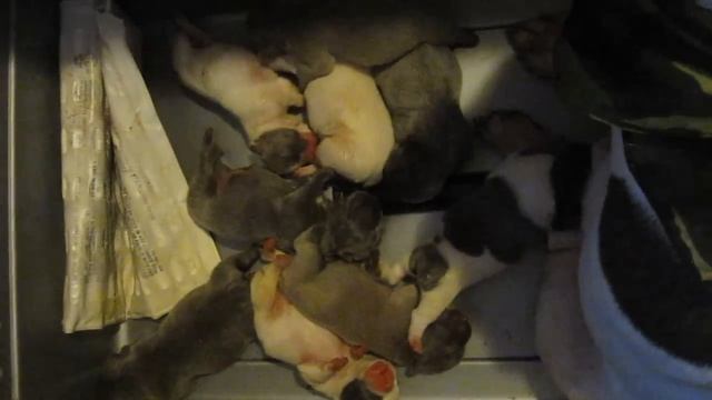 Legacy French Bulldogs: 3-Day-Old Baby Blue French Bulldogs: "Blue Dreams and Tiny Pink Paws"